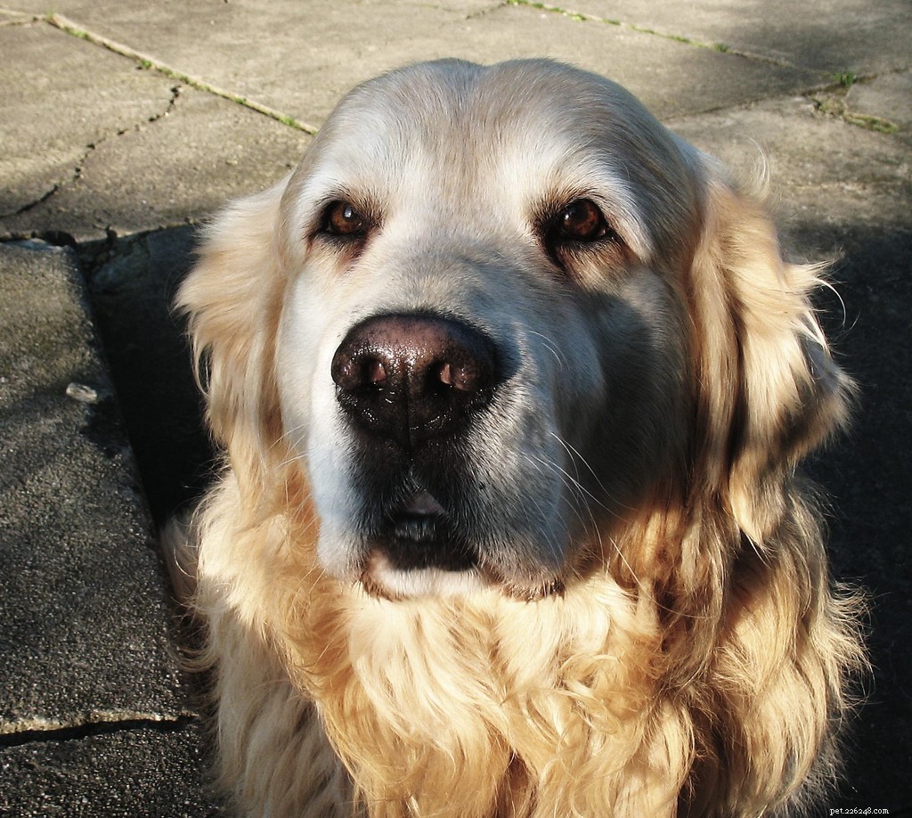 Celebrating Senior Dogs: Heartwarming Photos of Our Wise & Gentle Companions