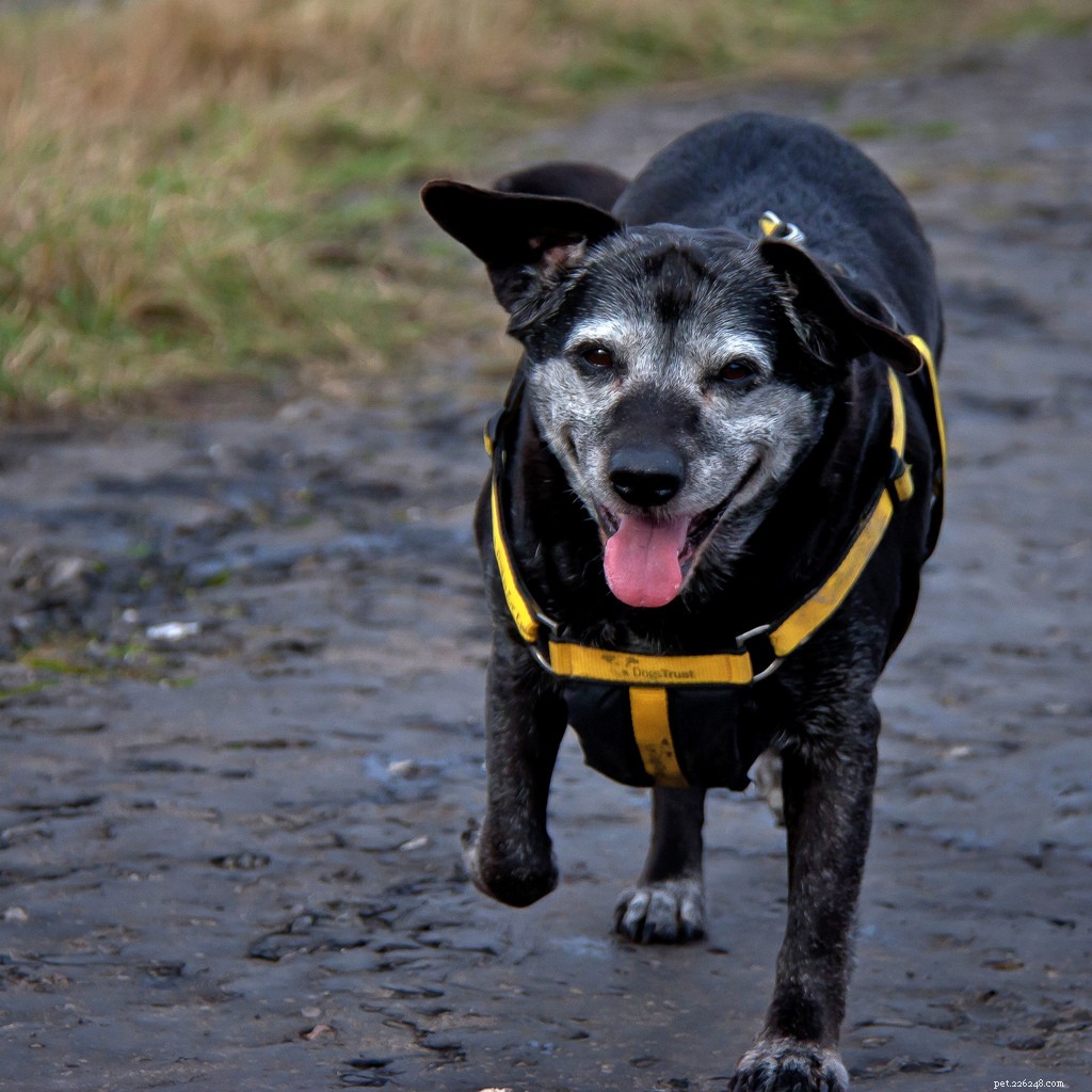 Celebrating Senior Dogs: Heartwarming Photos of Our Wise & Gentle Companions