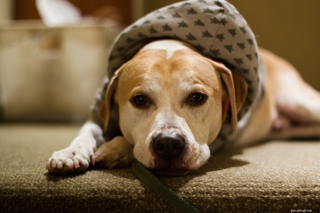 Celebrating Senior Dogs: Heartwarming Photos of Our Wise & Gentle Companions