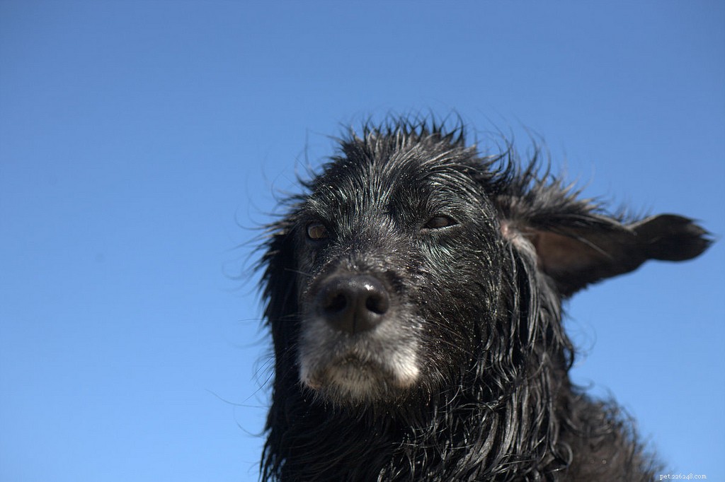 Celebrating Senior Dogs: Heartwarming Photos of Our Wise & Gentle Companions