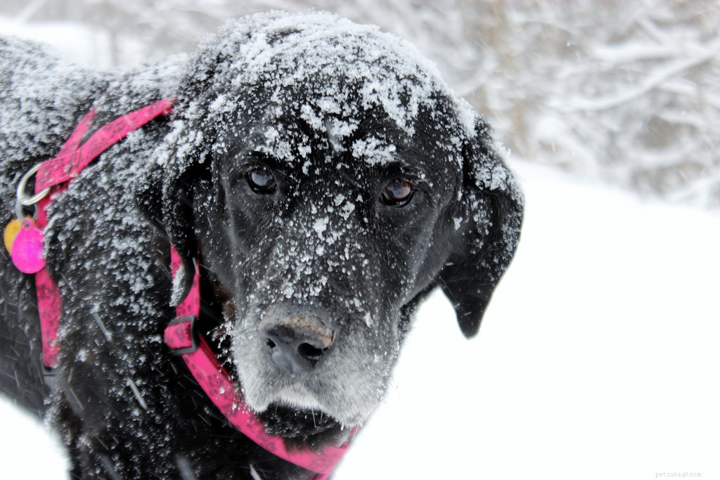 Celebrating Senior Dogs: Heartwarming Photos of Our Wise & Gentle Companions