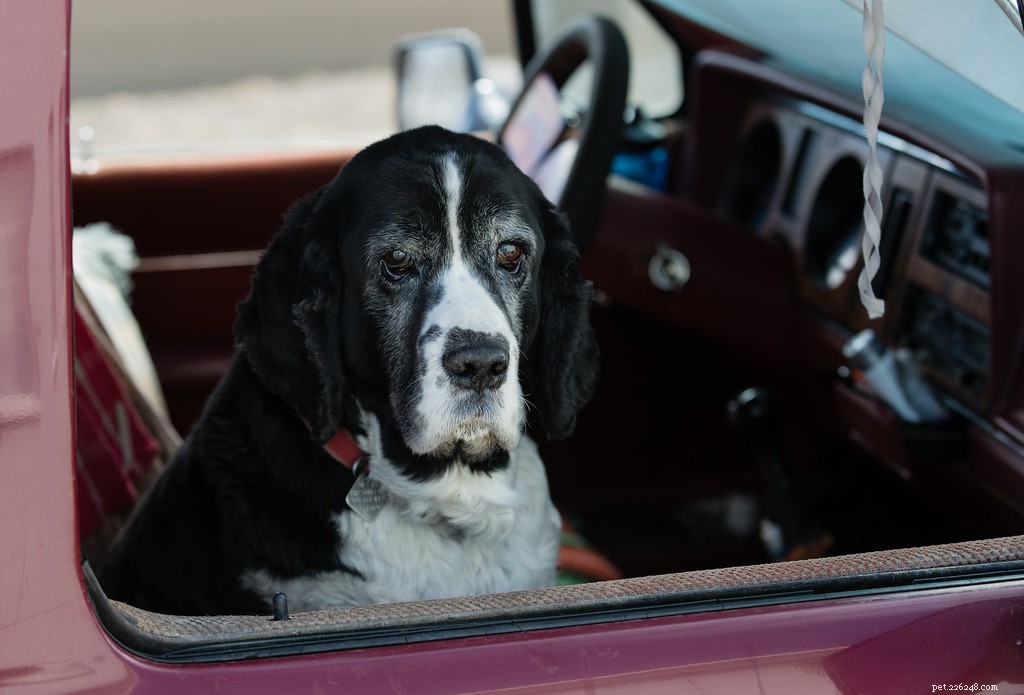 Celebrating Senior Dogs: Heartwarming Photos of Our Wise & Gentle Companions