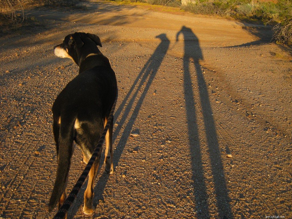 Celebrating Senior Dogs: Heartwarming Photos of Our Wise & Gentle Companions