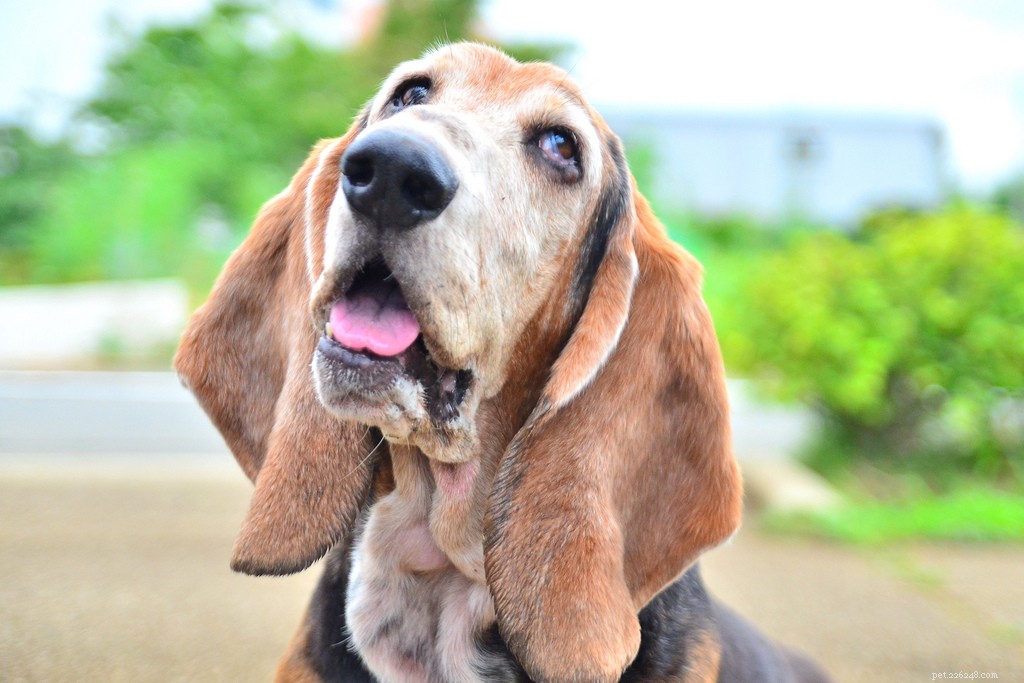 Celebrating Senior Dogs: Heartwarming Photos of Our Wise & Gentle Companions