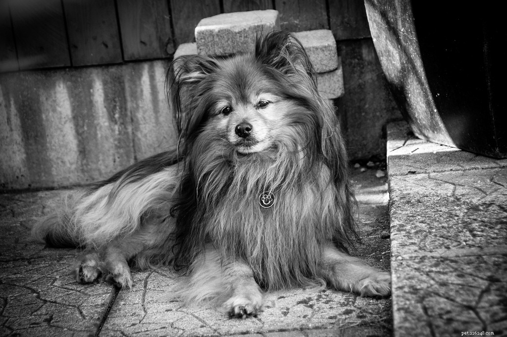 Celebrating Senior Dogs: Heartwarming Photos of Our Wise & Gentle Companions