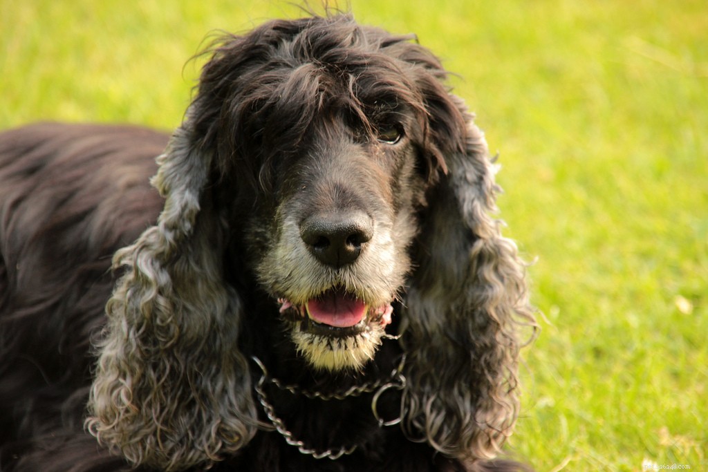 Celebrating Senior Dogs: Heartwarming Photos of Our Wise & Gentle Companions