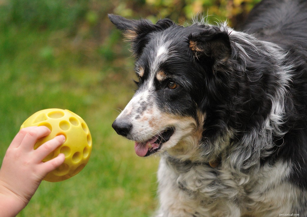 Celebrating Senior Dogs: Heartwarming Photos of Our Wise & Gentle Companions
