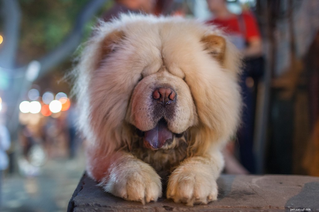 Celebrating Senior Dogs: Heartwarming Photos of Our Wise & Gentle Companions