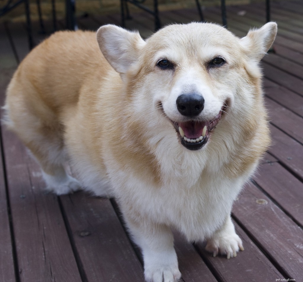 Celebrating Senior Dogs: Heartwarming Photos of Our Wise & Gentle Companions