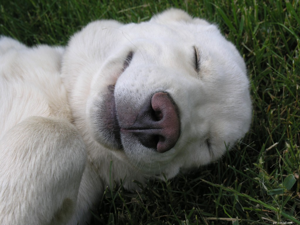 16 Adorably Joyful Dogs Captured on Flickr