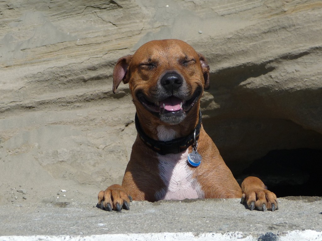 16 Adorably Joyful Dogs Captured on Flickr