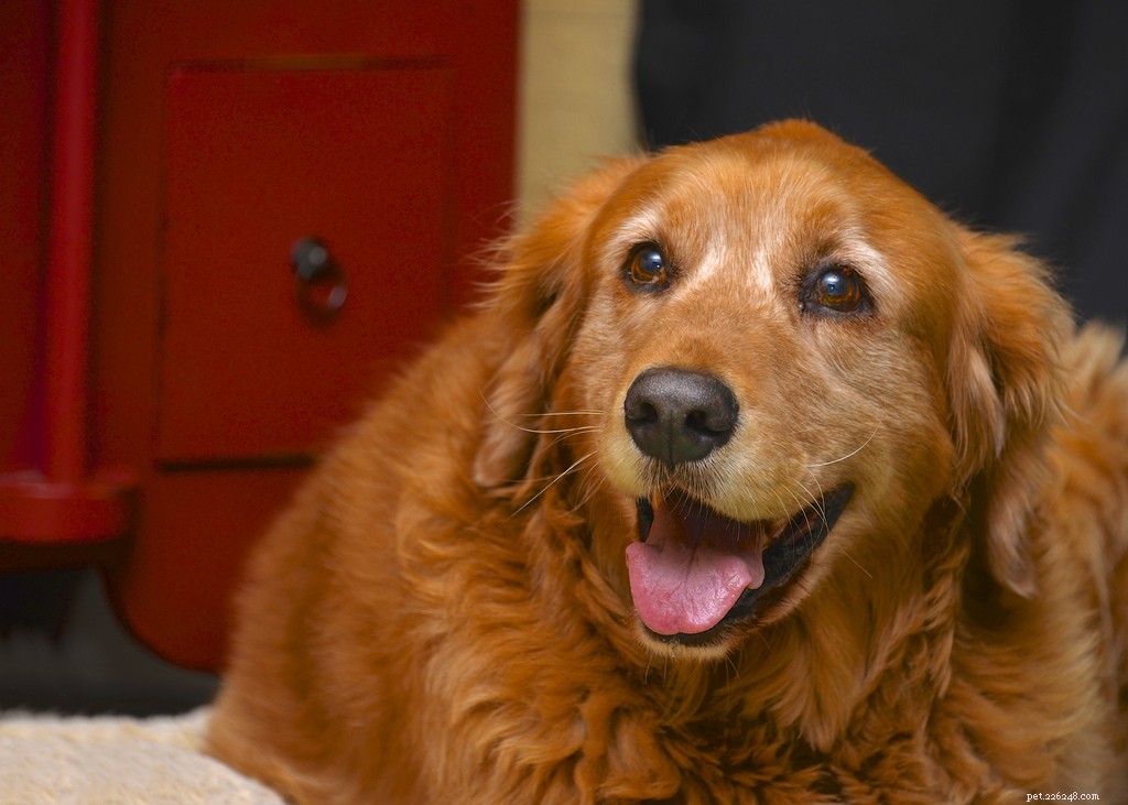 16 Adorably Joyful Dogs Captured on Flickr