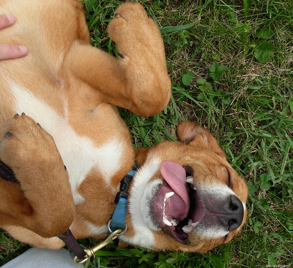 16 Adorably Joyful Dogs Captured on Flickr