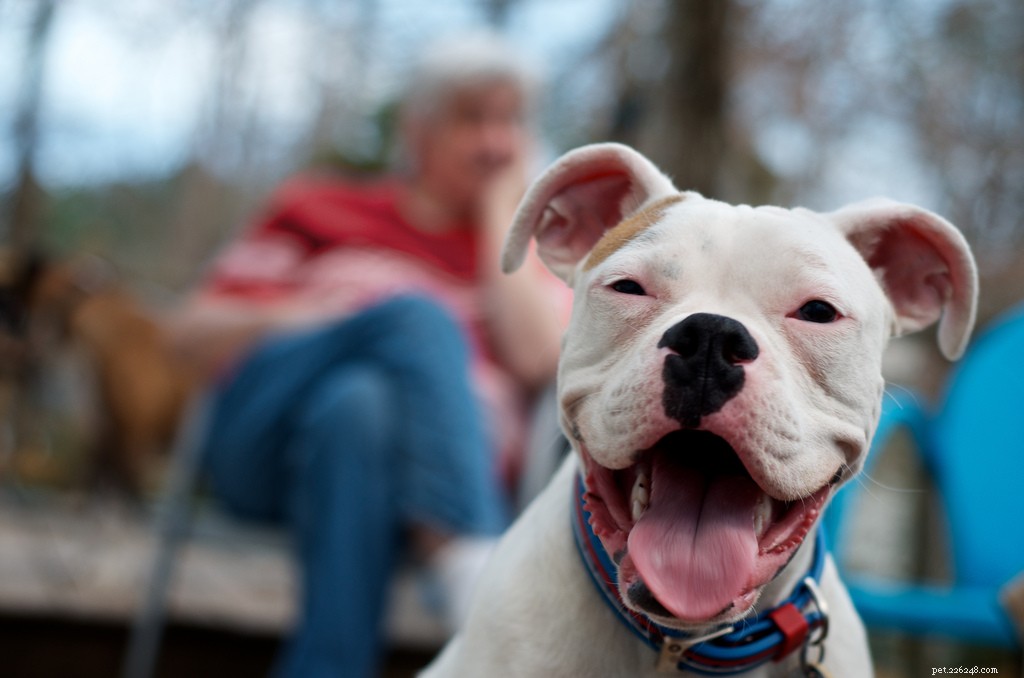 16 Adorably Joyful Dogs Captured on Flickr