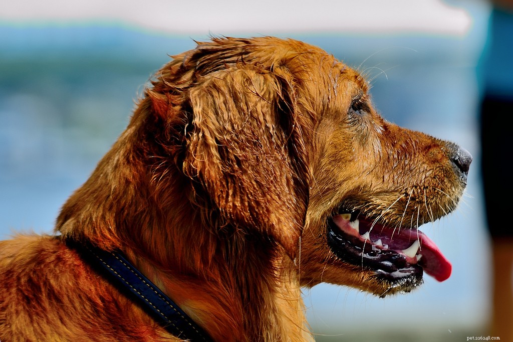16 Adorably Joyful Dogs Captured on Flickr