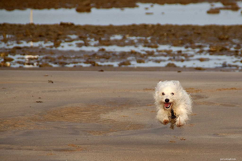 16 Adorably Joyful Dogs Captured on Flickr