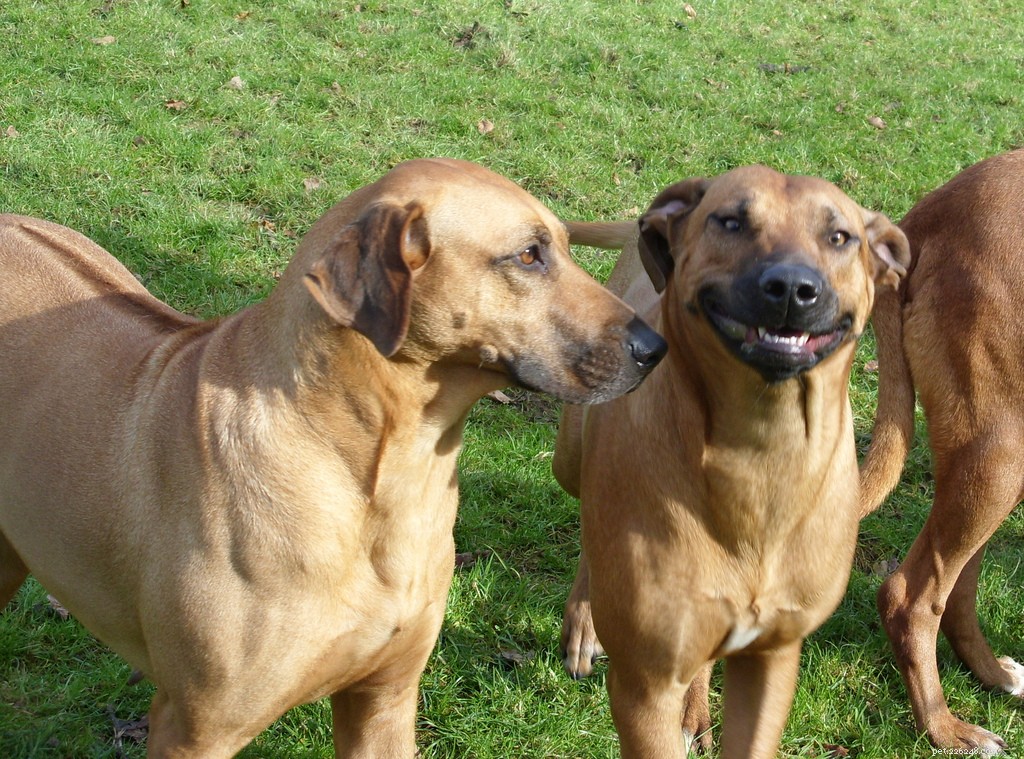 16 Adorably Joyful Dogs Captured on Flickr