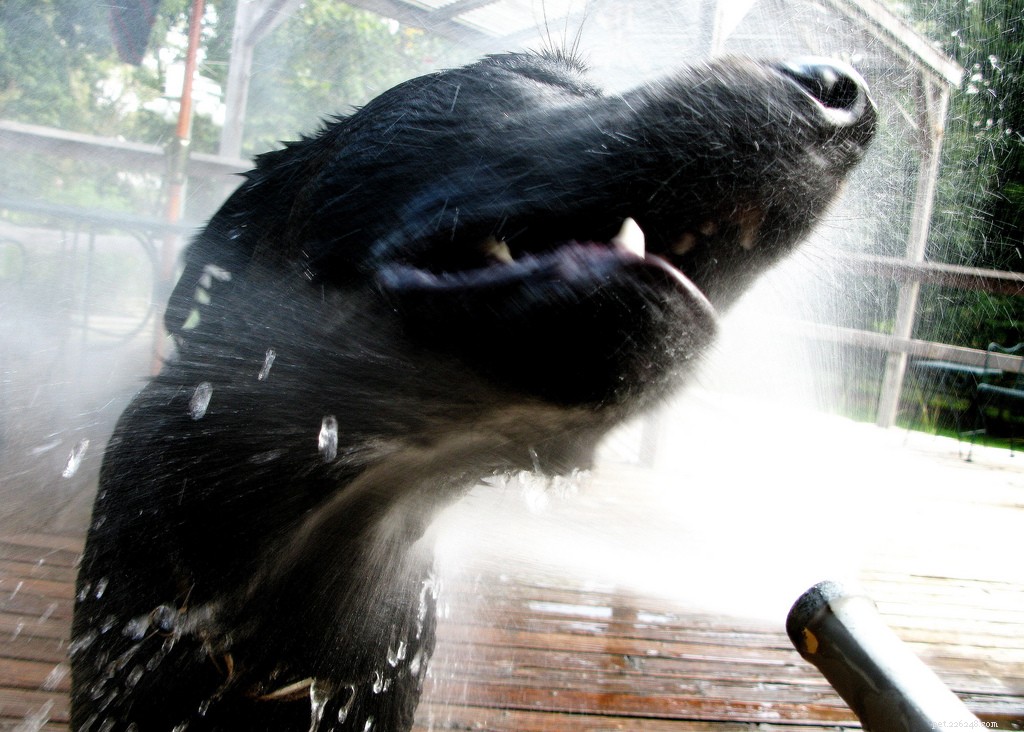 16 Adorably Joyful Dogs Captured on Flickr