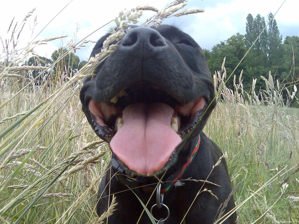 16 Adorably Joyful Dogs Captured on Flickr