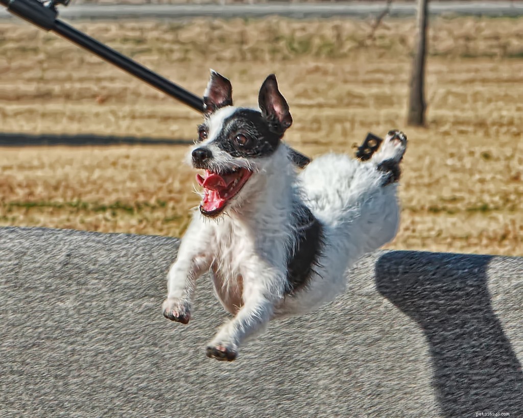 16 Adorably Joyful Dogs Captured on Flickr
