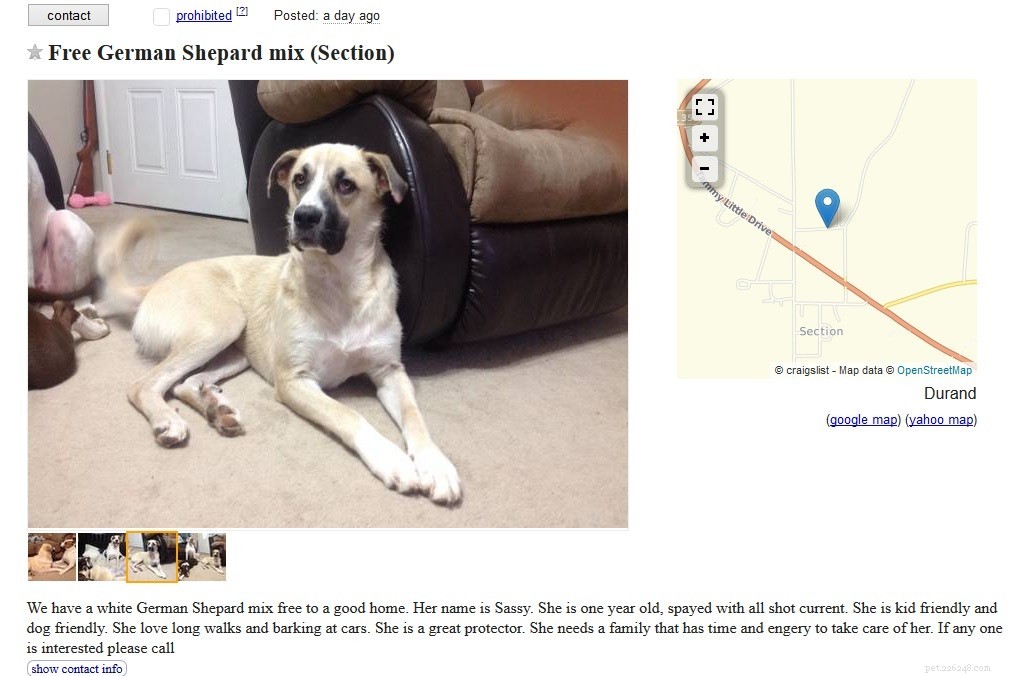 Beware: Risks of Buying Dogs on Craigslist