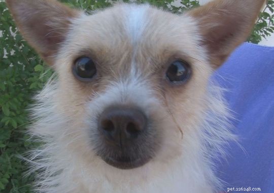 Delta Island Dog Rescued After Months of Elusive Escape