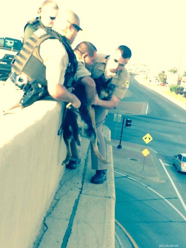 Wichita Police Rescue 6-Month-Old German Shepherd from Overpass