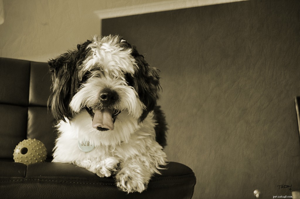 8 Easy Ways to Pamper Your Dog This Weekend
