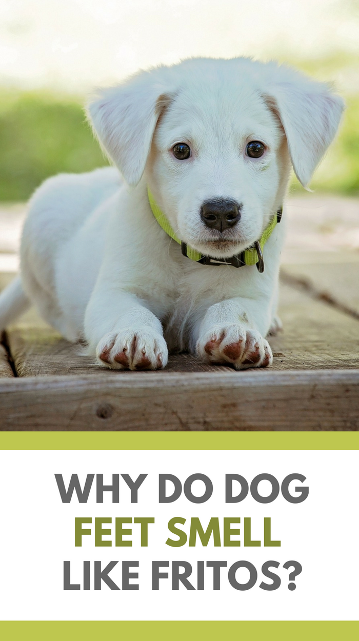 Why Your Dog’s Paws Smell Like Fritos: Common Causes & How to Fix It