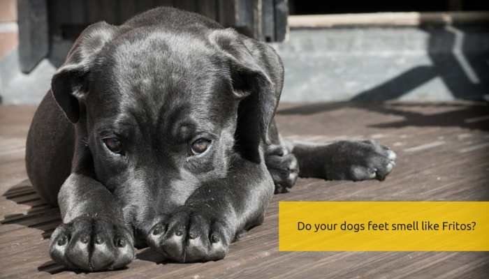 Why Your Dog’s Paws Smell Like Fritos: Common Causes & How to Fix It