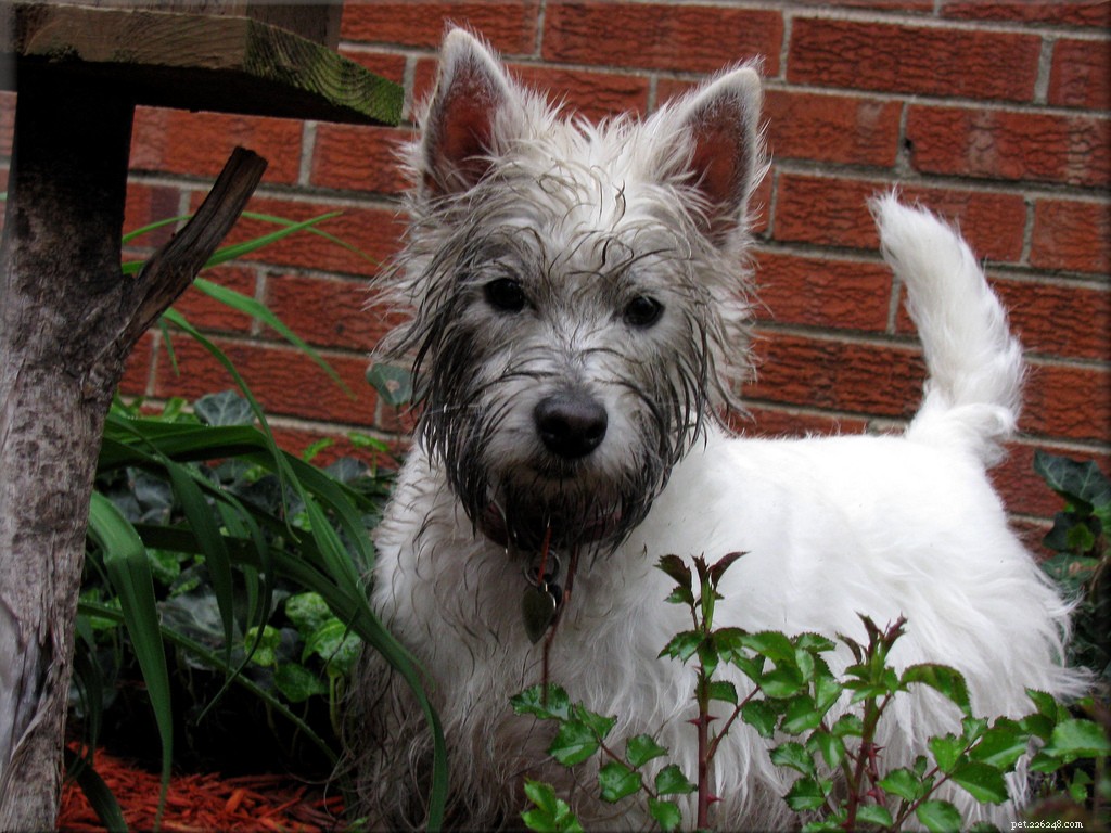 13 Popular Dog Breeds: A Comprehensive Overview