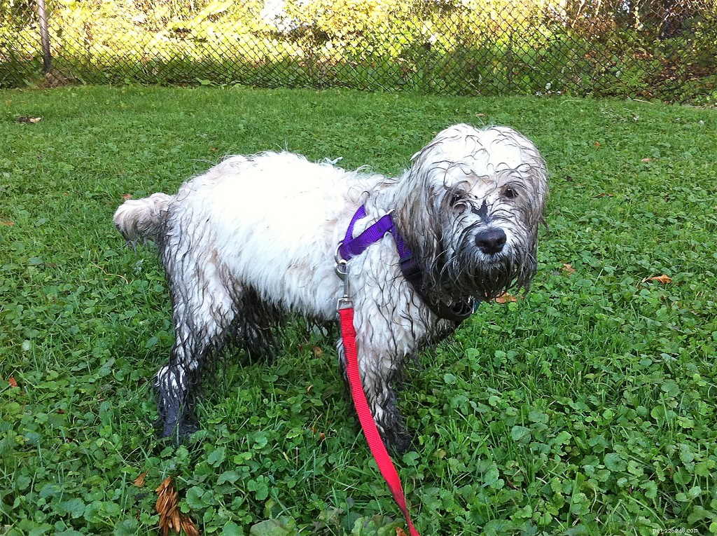 13 Popular Dog Breeds: A Comprehensive Overview