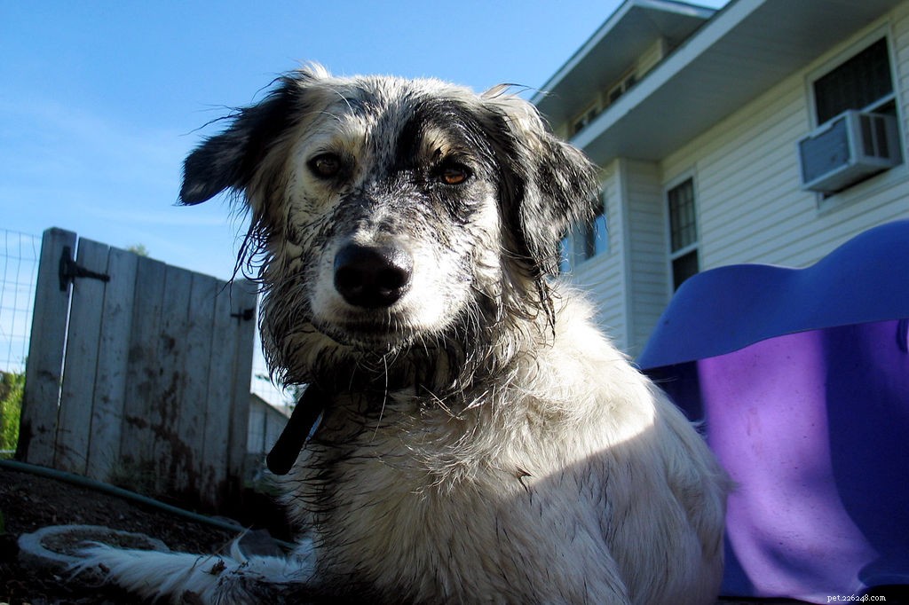 13 Popular Dog Breeds: A Comprehensive Overview