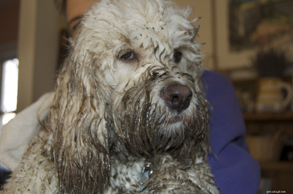 13 Popular Dog Breeds: A Comprehensive Overview