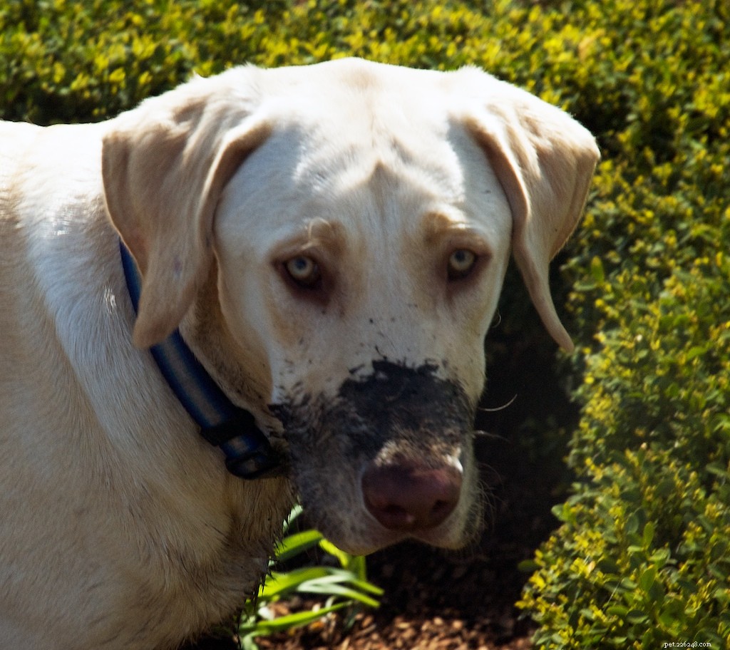 13 Popular Dog Breeds: A Comprehensive Overview