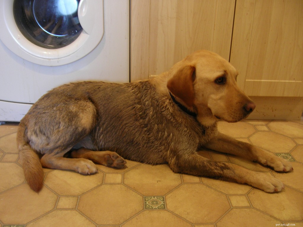 13 Popular Dog Breeds: A Comprehensive Overview