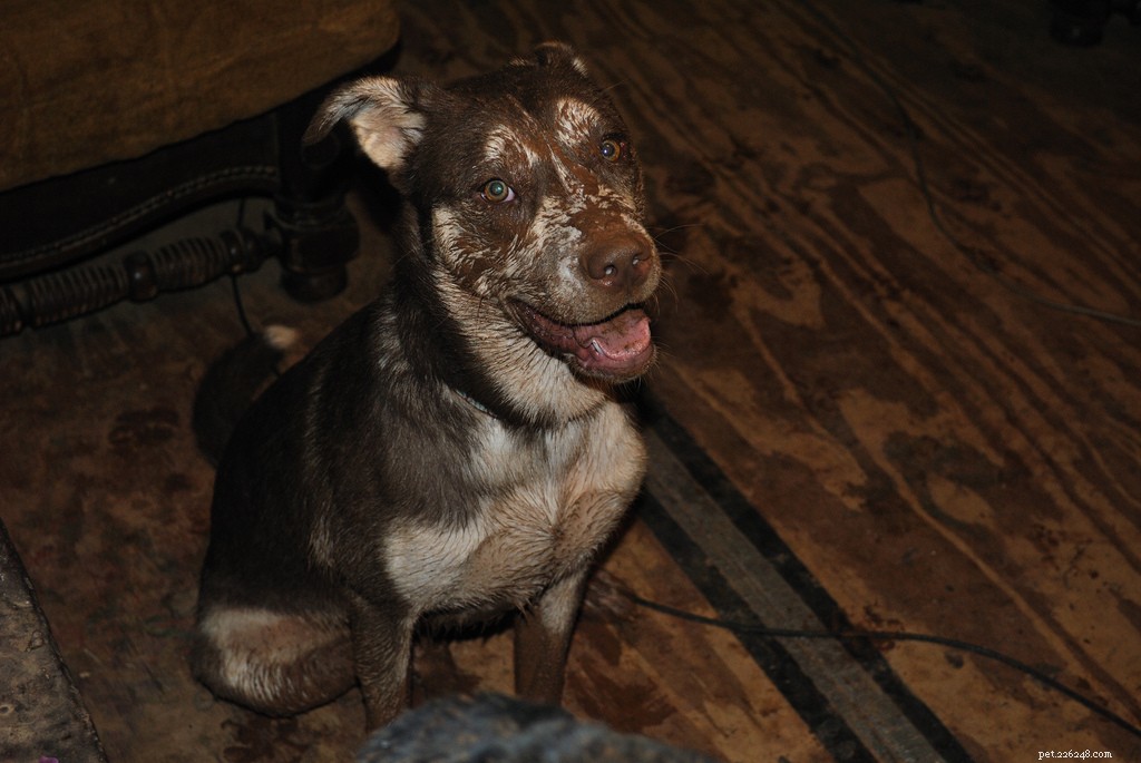 13 Popular Dog Breeds: A Comprehensive Overview