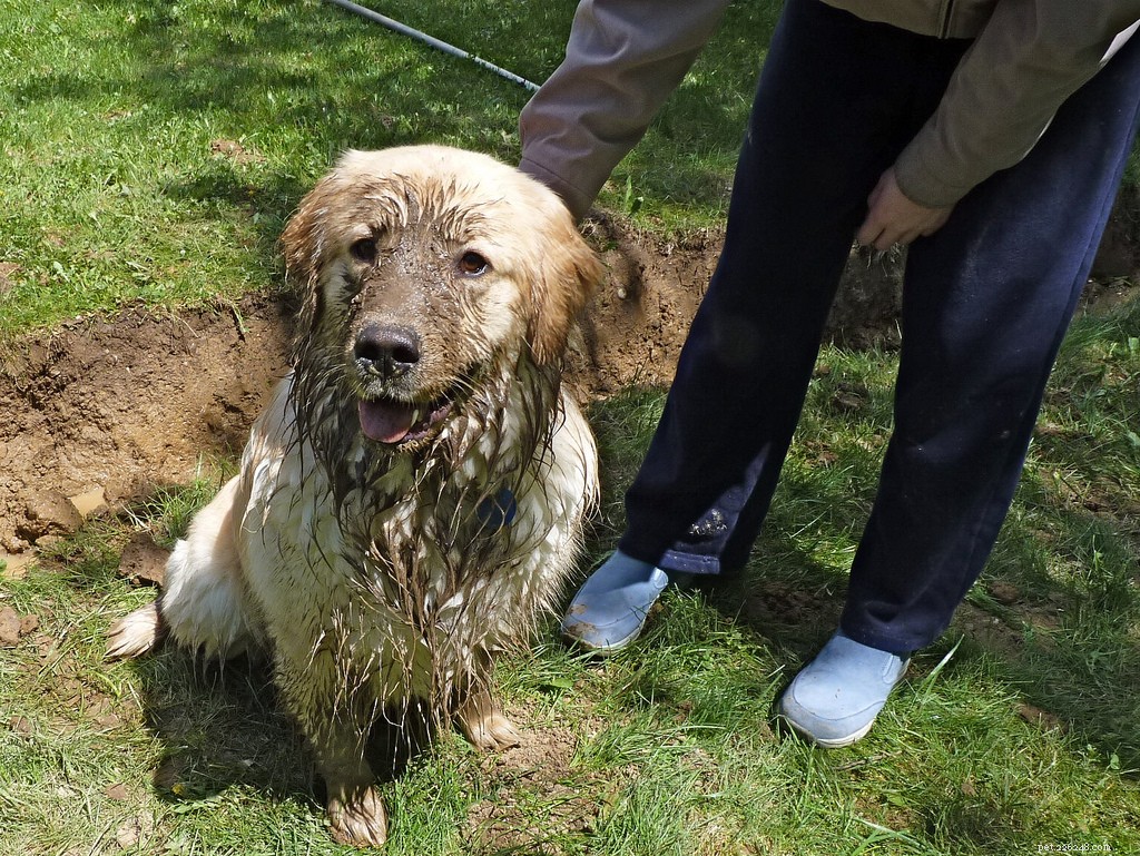 13 Popular Dog Breeds: A Comprehensive Overview