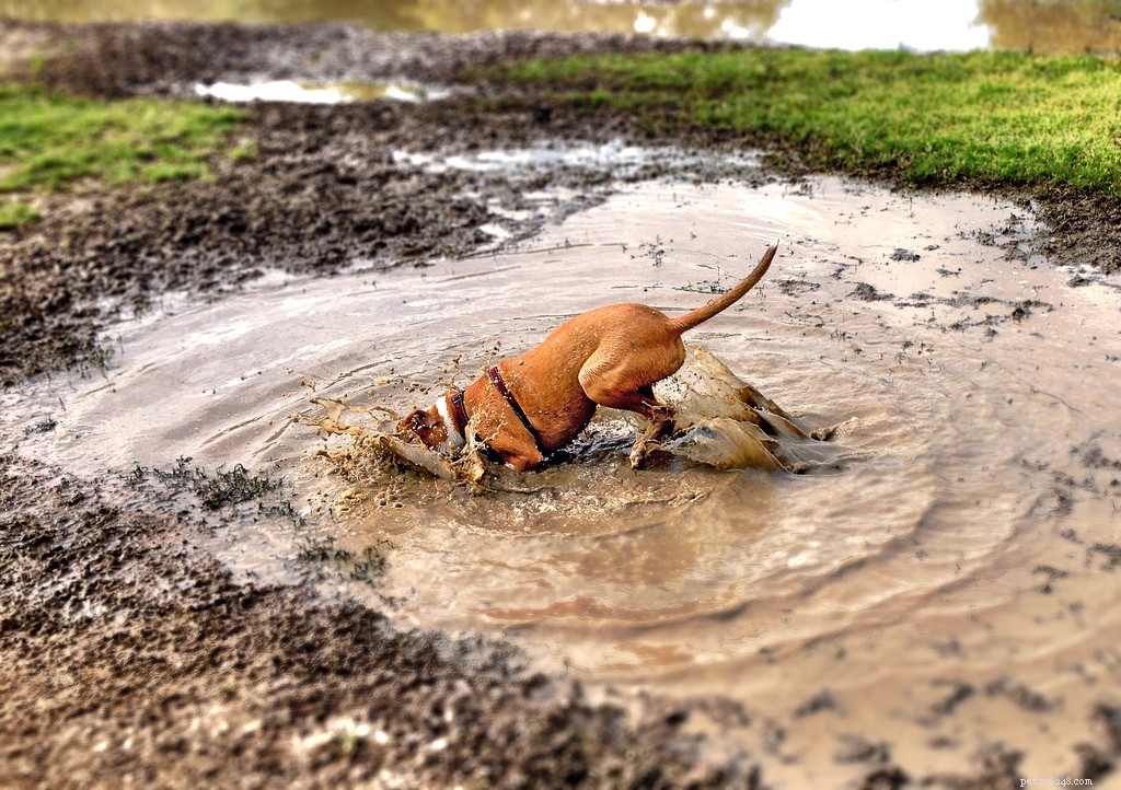 13 Popular Dog Breeds: A Comprehensive Overview