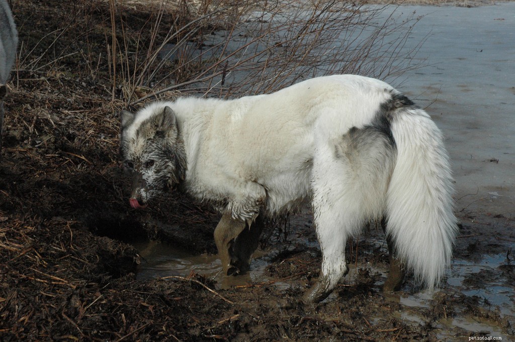13 Popular Dog Breeds: A Comprehensive Overview