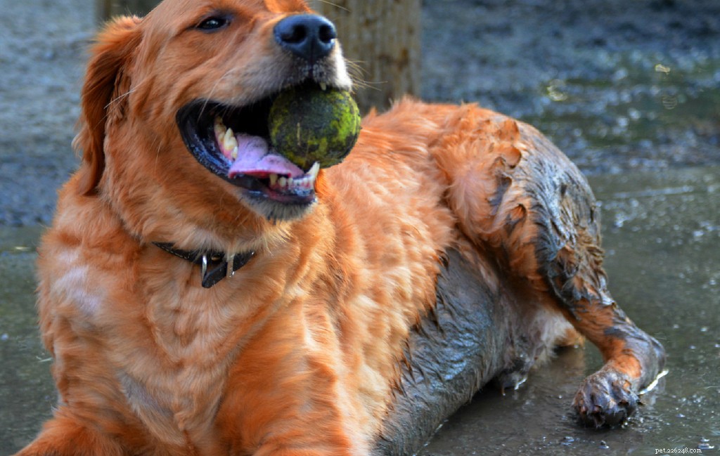 13 Popular Dog Breeds: A Comprehensive Overview