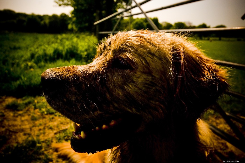 13 Popular Dog Breeds: A Comprehensive Overview