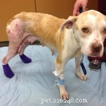 South Carolina Man Sentenced to 10 Years for Cruel Dog Treatment Behind Truck