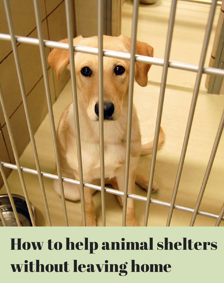 Support Animal Shelters from Home: Easy Ways to Make a Difference