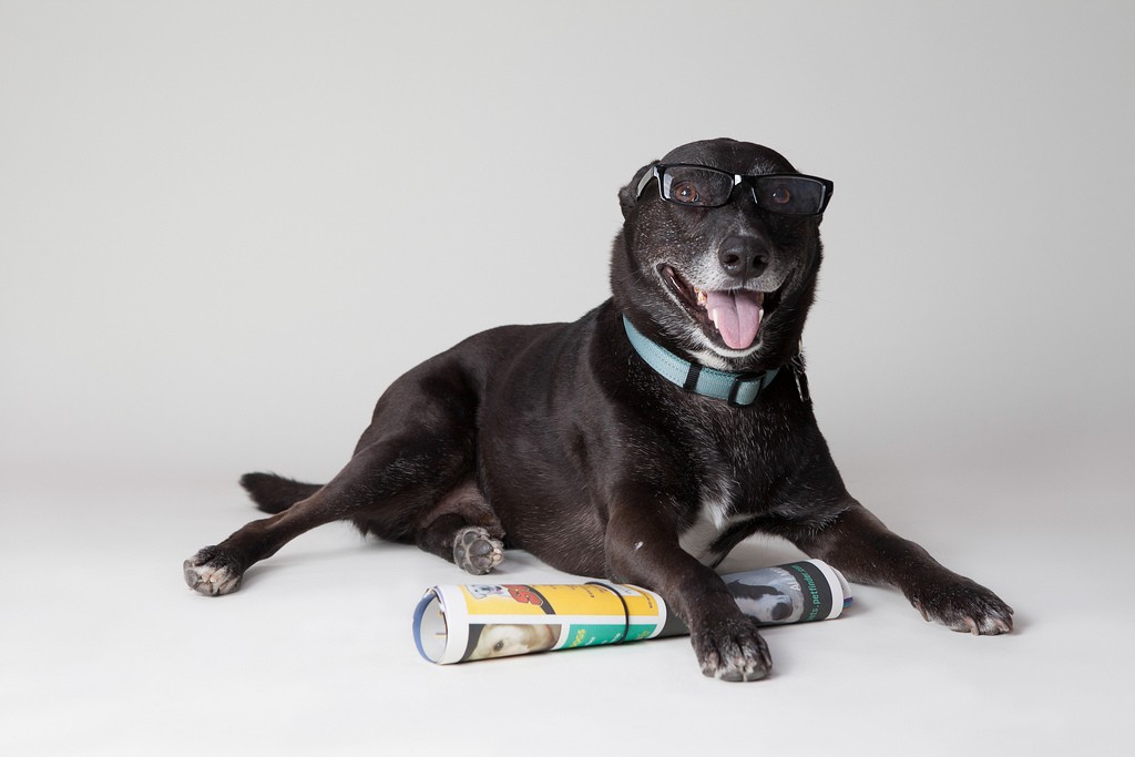 8 Key Studies Confirming That Dogs Experience Complex Emotions