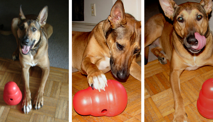 Kong Wobbler Review: Durable Interactive Food Dispenser for Dogs