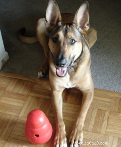 Kong Wobbler Review: Durable Interactive Food Dispenser for Dogs