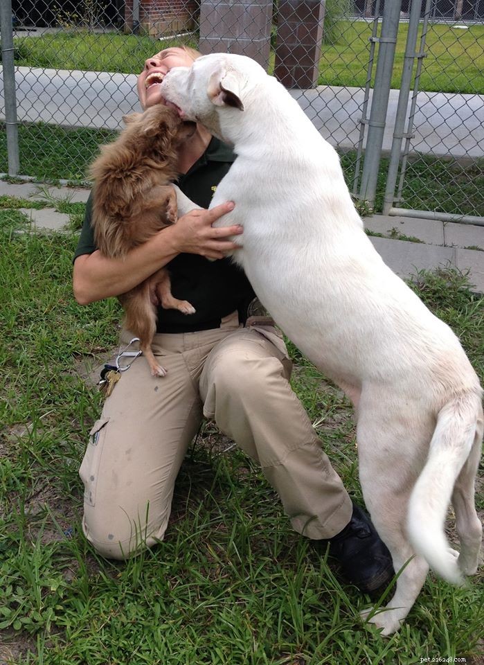 Joanie & Chachi: Pitbull & Chihuahua Adopted Together in Savannah
