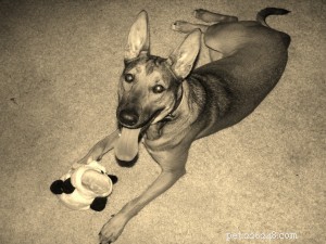 Happiness Dog Toy: A Fresh Take on Canine Playtime