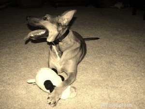 Happiness Dog Toy: A Fresh Take on Canine Playtime